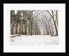 Snow covered footpath in the forest by Assaf Frank